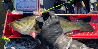  Tips from the Pros:  Tournament Fishing Done Right 3 of 3: Tournament and Evaluation